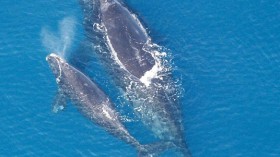 Northern Right Whale 