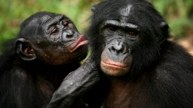 Bonobos