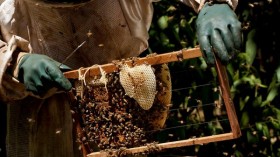 Apis Melifera africanized bees on comb