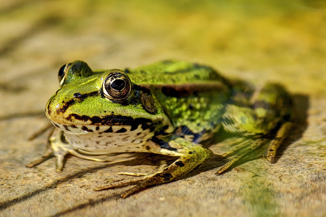 Are Amphibians About To Go Extinct? The Amphibian Crisis is Worse Than