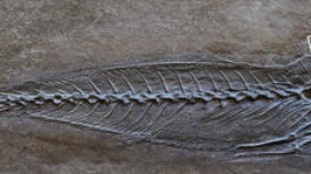 Remora fossil 