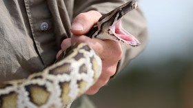 Biologists Track Northern African Pythons In Florida's Everglades