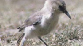  foraging Hume Ground Tit (Parus humilis), part of a small group.