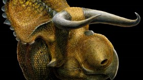 An illustration of Nasutoceratops 