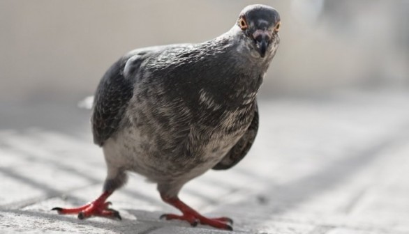 Pigeon 