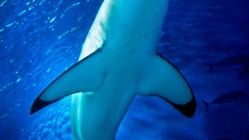 A juvenile great white shark at the Monterey Bay Aquarium.