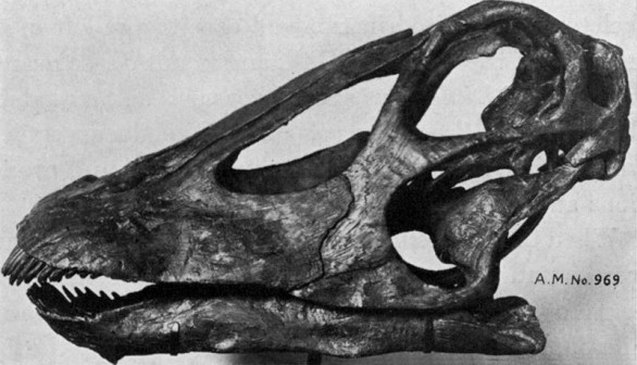 Skull of Diplodocus longus (AMNH: 969) from Bone-Cabin Quarry, north of Medicine Bow, Wyoming.