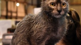 Lykoi Cat