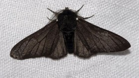 Biston betularia f. carbonaria (Linnaeus, 1758)