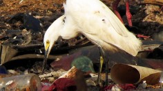 Snowy Egret