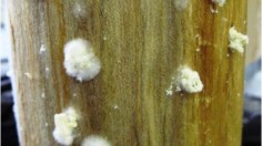 This is Ailanthus bolt with the bark removed showing the Fusarium fungus farmed by the ambrosia beetle growing out from the galleries.