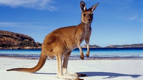 Kangaroos' style life 