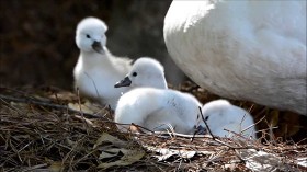 Baby swans taking their first walk