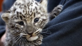 Persian leopard cub