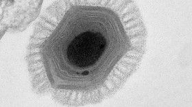 Megavirus particle 