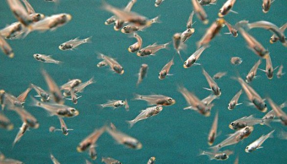 A group of small fish