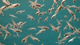 A group of small fish
