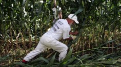 An Anti-GMO activist destroys genetically-modified corn in a field in Miradou near Toulouse in southeastern France August 19, 2006