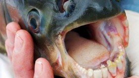 Pacu fish