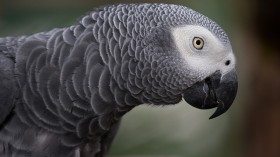 African grey parrot