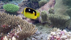 Butterfly fish at Palmyra Island National Wildlife Refuge