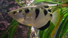 Waikiki Aquarium--Archerfish