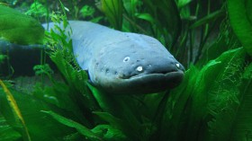 Electric eel