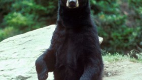 black bear 