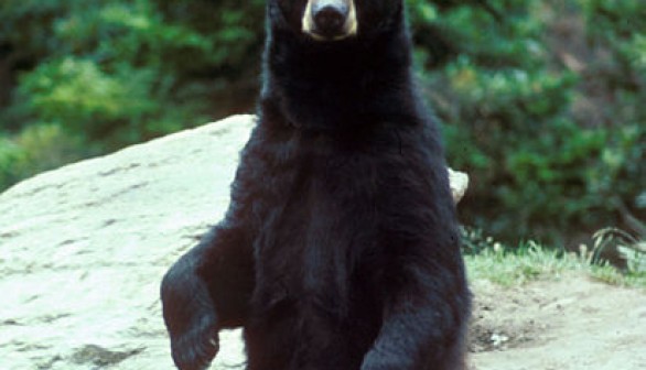 black bear 