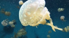 Jellyfish