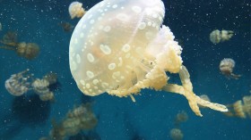 Jellyfish