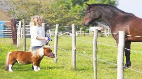 Tiny Horse: Cute Steed Suffers From Dwarfism