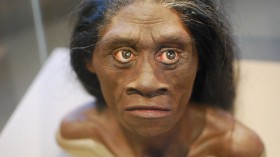 Homo Floresiensis