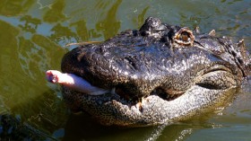 Alligator