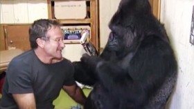 Gorilla