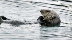 Sea Otter