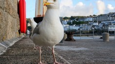 Seagull