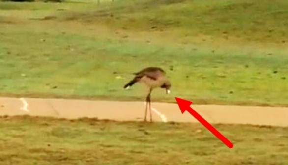 Bird bounces golf ball on the cart path!