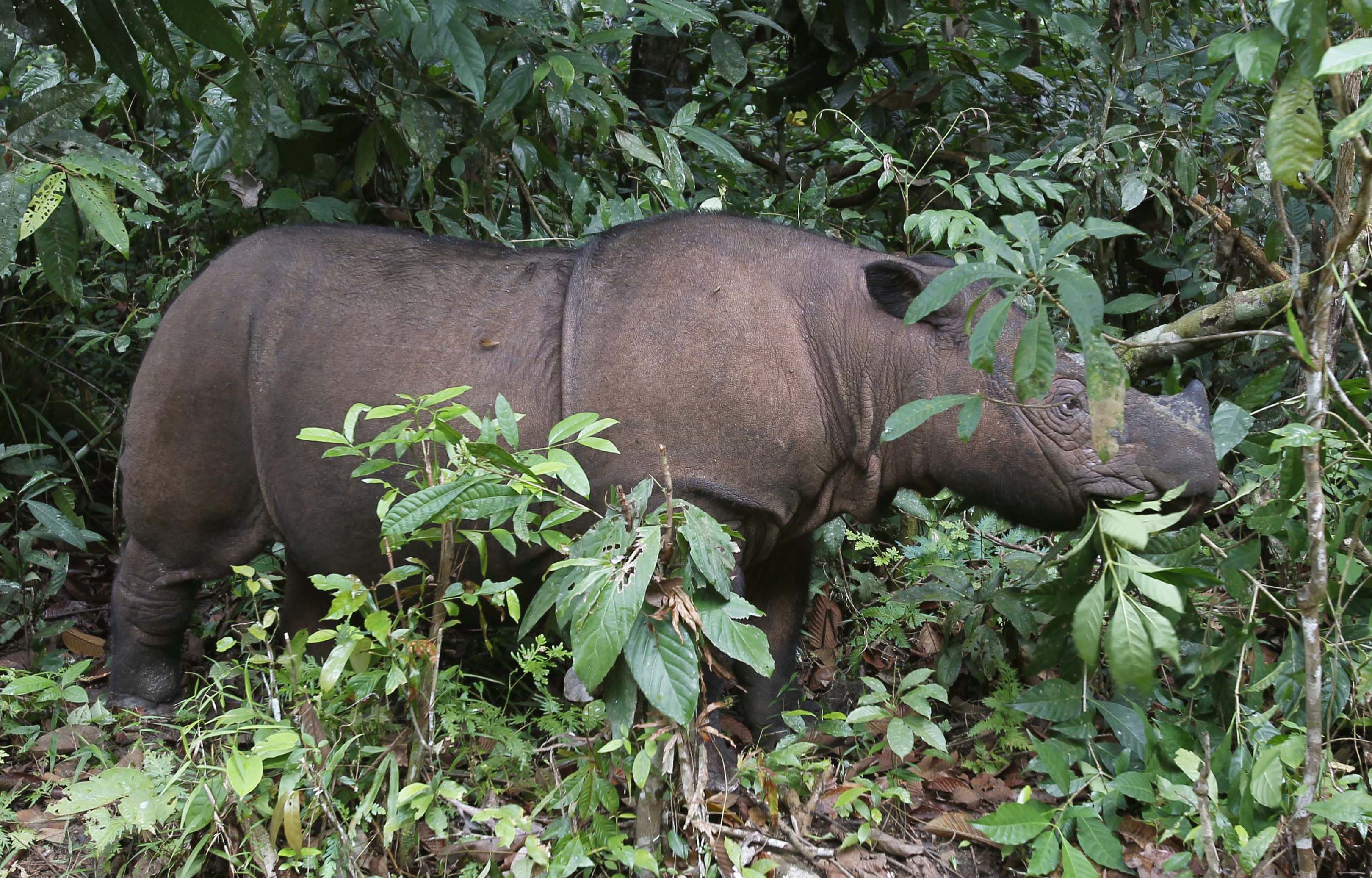 Cincinnati Zoo to Mate Sibling Sumatran Rhinos to Save Their Species