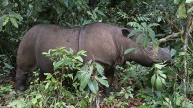 Sumatran Rhinoceros 