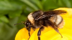 Bombus occidentalis