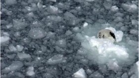  Dwindling sea ice is leaving vulnerable baby harp seals stranded in greater numbers, according to an analysis by the Duke Marine Lab and the International Fund for Animal Welfare.