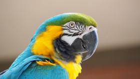 macaw-blue-yellow-bird-beak