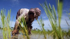 Paddy Field