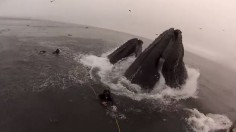 Humpback whale encounter 