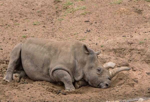 Down To The Last Three: Can Stem Cell Save Northern White Rhinos From