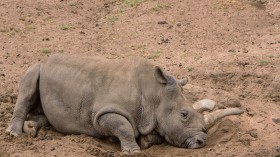 Northern White Rhinoceros