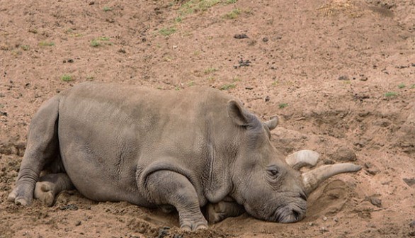 Northern White Rhinoceros