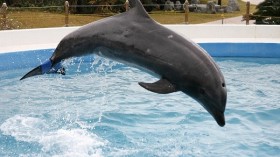 Bottlenose dolphin