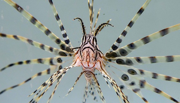 Lionfish At Artisanal Foods